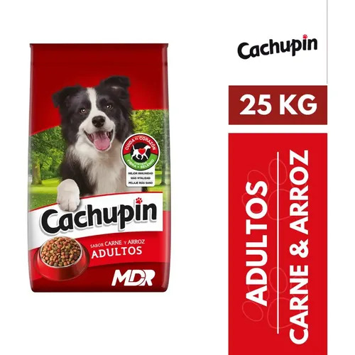 Cachupín Adulto
